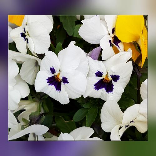 Blume03