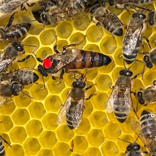 Bienenkönigin