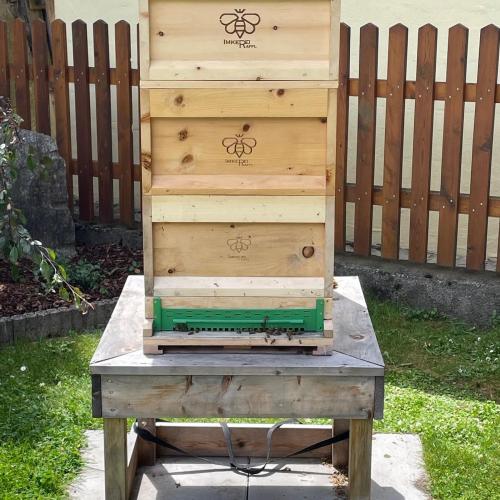 Bienenstock
