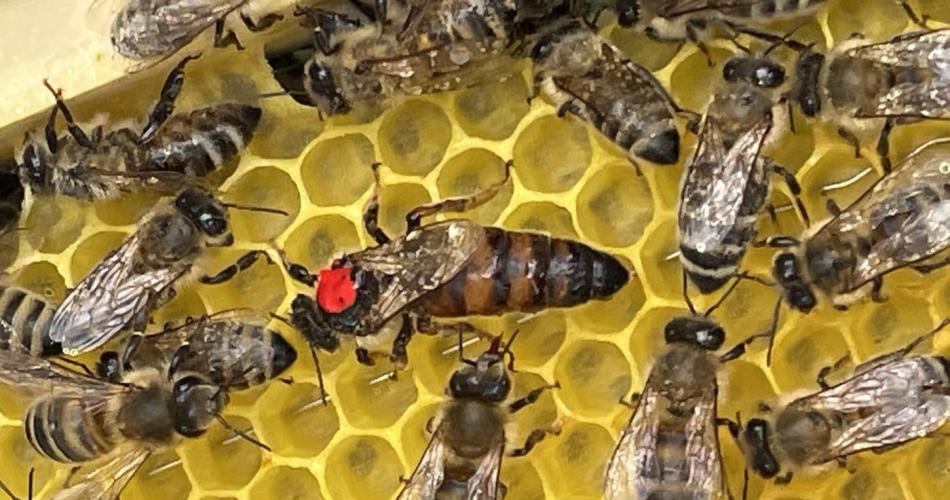 Bienenkönigin